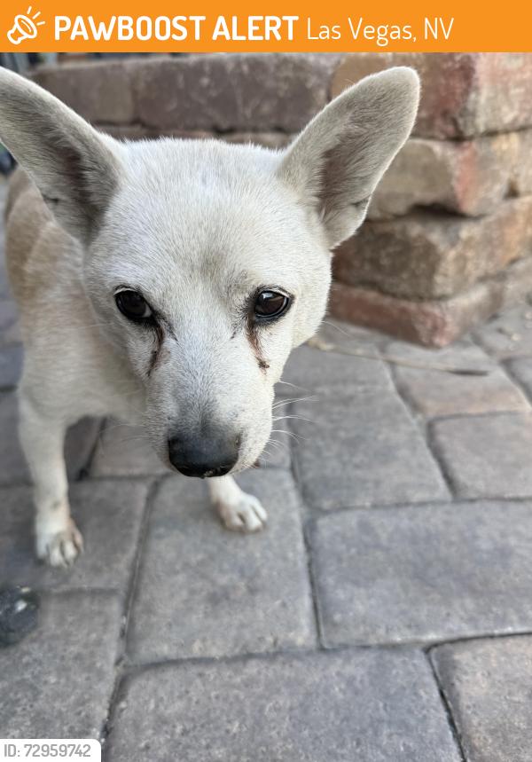 Found/Stray Male Dog last seen Smoke ranch and michel way. , Las Vegas, NV 89108