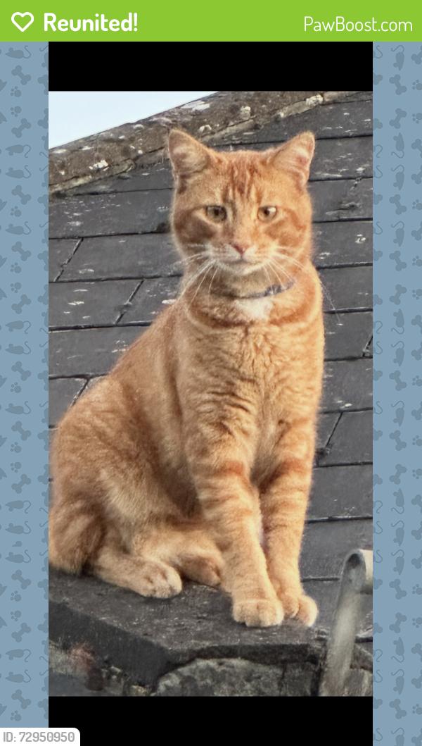 Reunited Male Cat last seen Kings furlong Basingstoke , Hampshire, England RG21