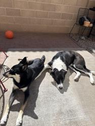 Reunited Female Dog last seen Indian school and Washington, Albuquerque, NM 87110