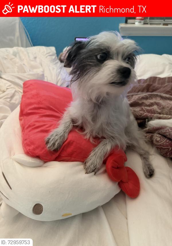 Lost Female Dog last seen Tilbury trl, Richmond TX 77498, Richmond, TX 77407