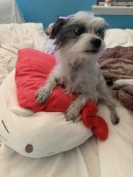 Lost Female Dog last seen Tilbury trl, Richmond TX 77498, Richmond, TX 77407