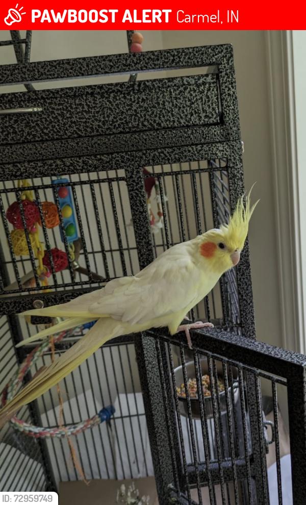 Lost Female Bird last seen 96th Street and Ditch Road, indianapolis, IN, Carmel, IN 46032