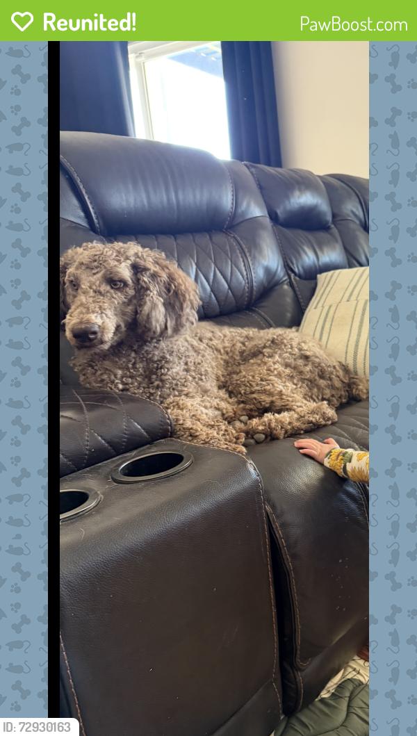 Reunited Female Dog last seen Simpson and Memory Lane, Winchester, CA 92596