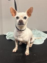 Found/Stray Male Dog last seen Near North Fant Street Anderson, Anderson, SC 29621