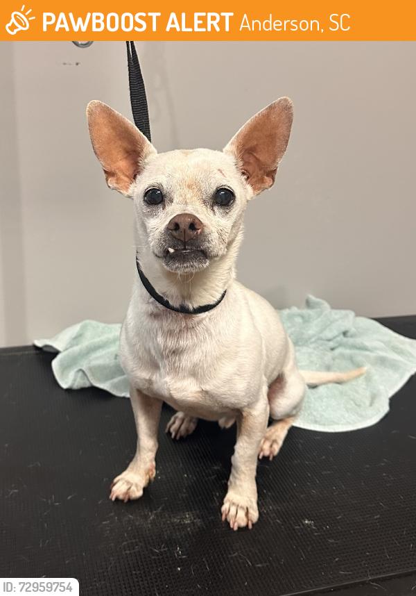 Found/Stray Male Dog last seen Near North Fant Street Anderson, Anderson, SC 29621