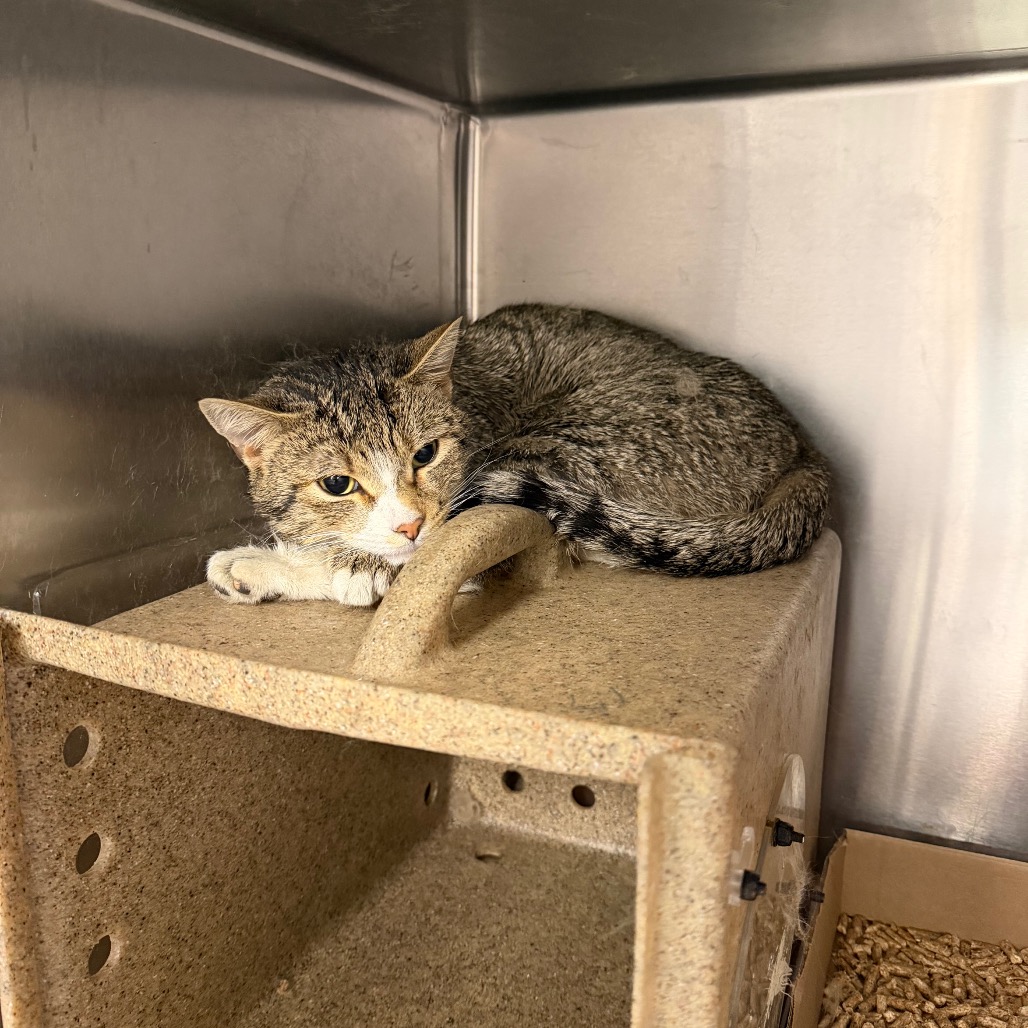 Shelter Stray Male Cat last seen , Philadelphia, PA 19140