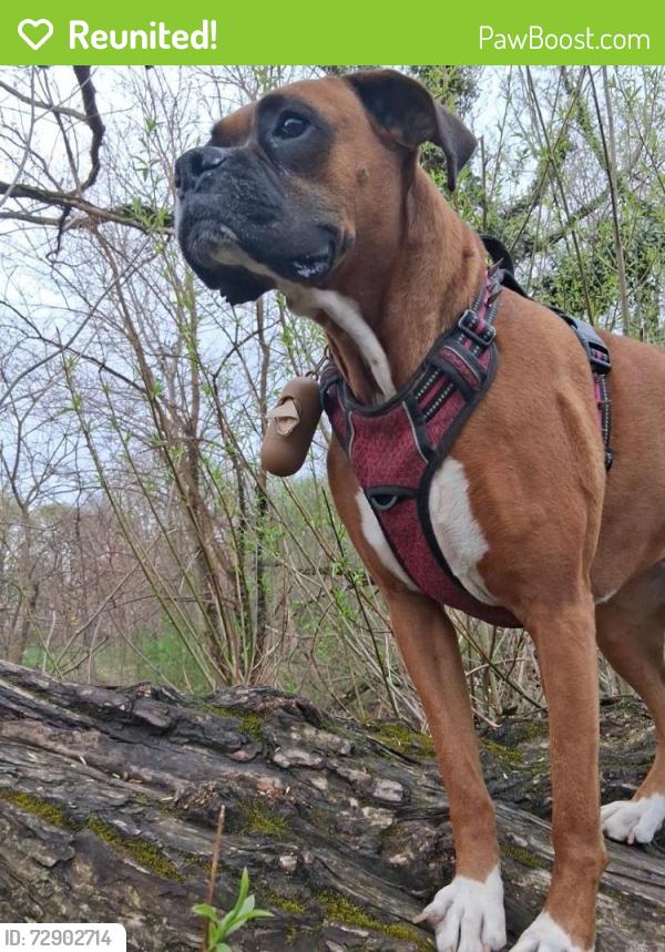 Reunited Female Dog last seen Frontier park 6th street, Erie, PA 16505