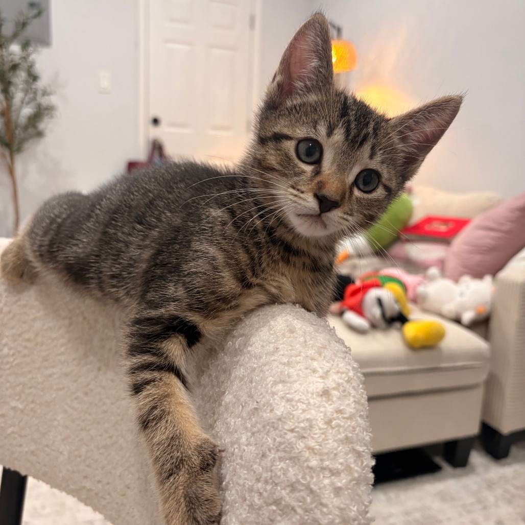 Shelter Stray Male Cat last seen , Philadelphia, PA 19140