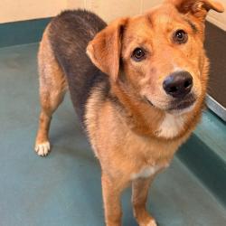 Shelter Stray Male Dog last seen , Memphis, TN 38133