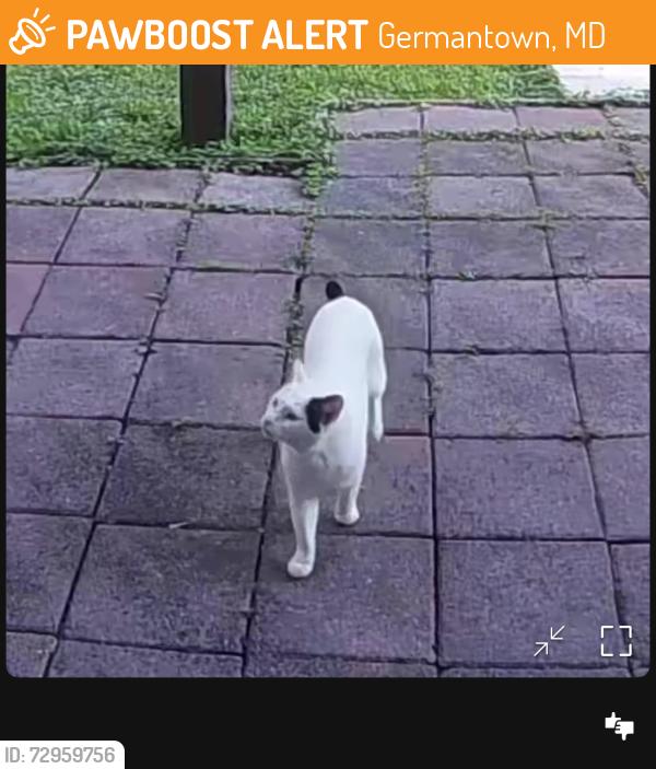 Found/Stray Unknown Cat last seen Summersong Lane, Germantown, MD 20874
