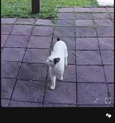 Found/Stray Unknown Cat last seen Summersong Lane, Germantown, MD 20874