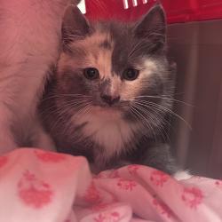Shelter Stray Female Cat last seen , Philadelphia, PA 19140