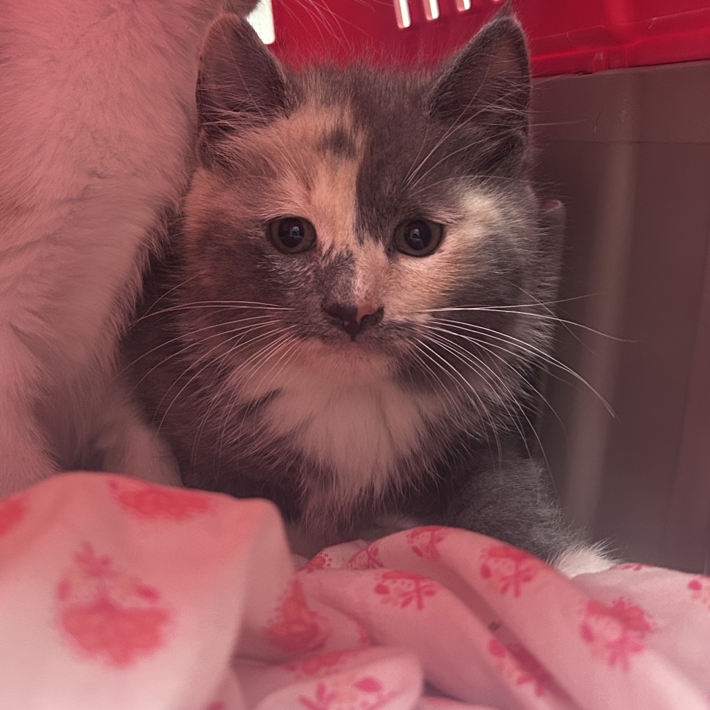 Shelter Stray Female Cat last seen , Philadelphia, PA 19140