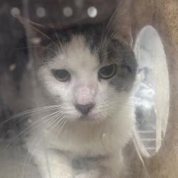Shelter Stray Male Cat last seen , Philadelphia, PA 19140