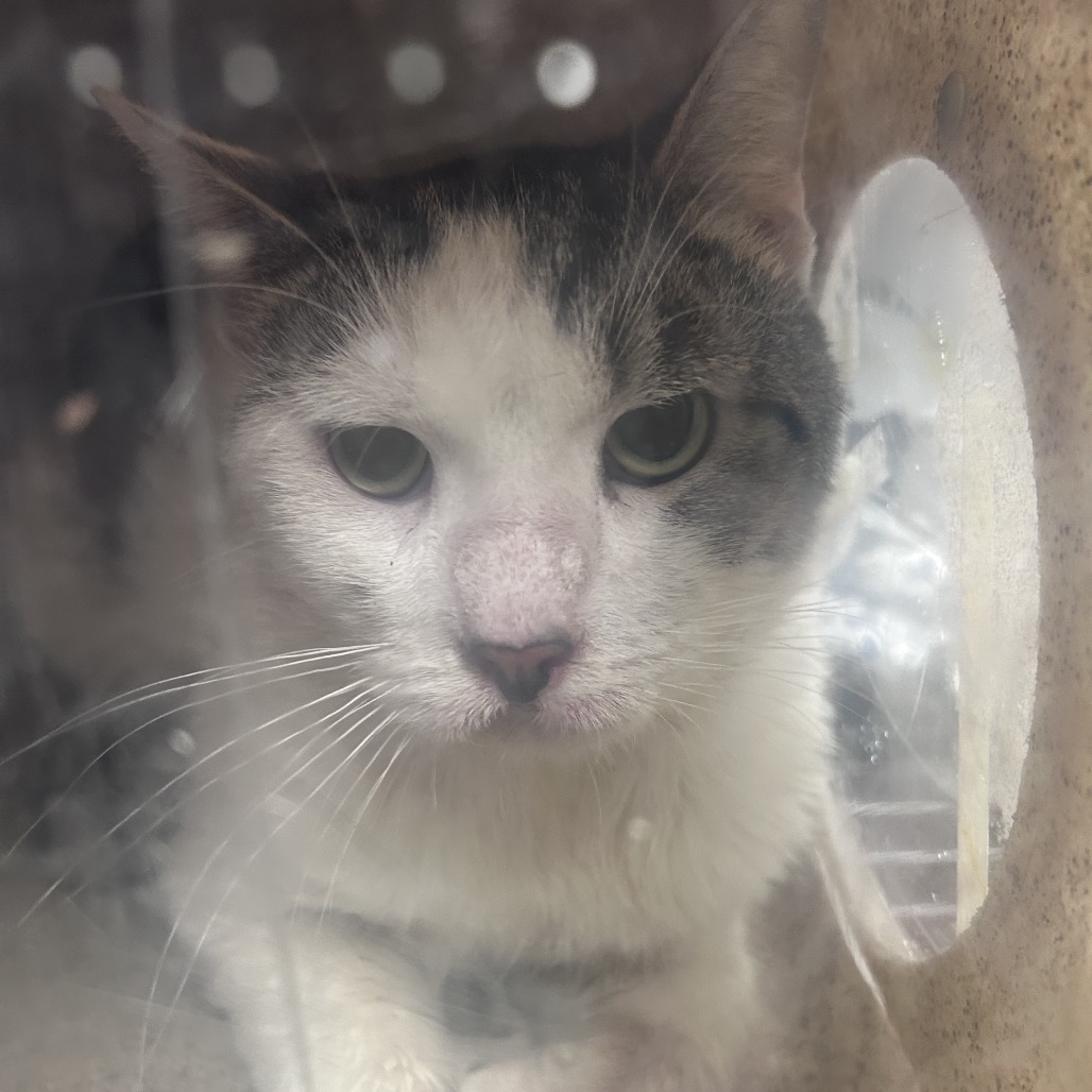Shelter Stray Male Cat last seen , Philadelphia, PA 19140