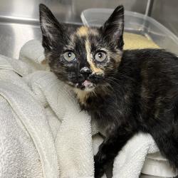 Shelter Stray Female Cat last seen , Palm Springs, CA 92264