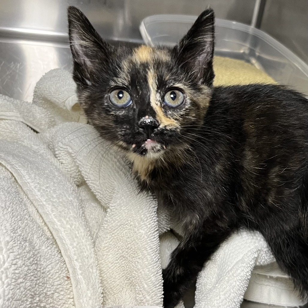 Shelter Stray Female Cat last seen , Palm Springs, CA 92264