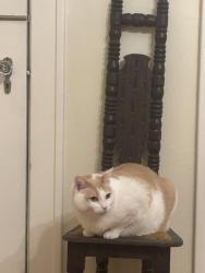 Lost Female Cat last seen Huisache and Belknap, San Antonio, TX 78212