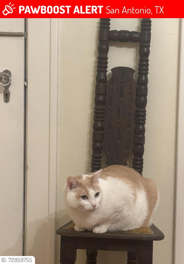 Lost Female Cat last seen Huisache and Belknap, San Antonio, TX 78212