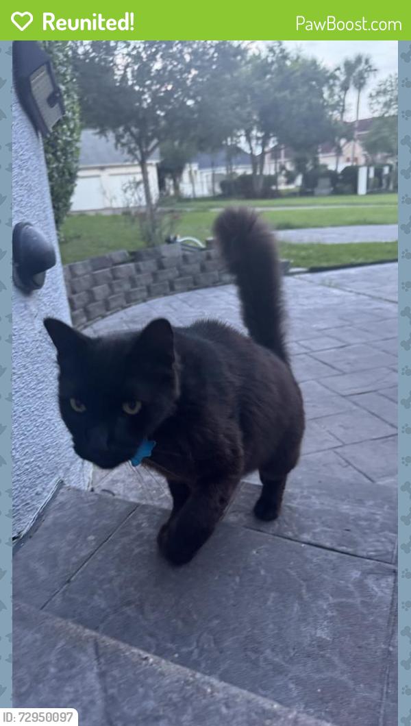 Reunited Unknown Cat last seen Marina del sol , League City, TX 77573