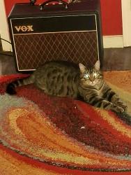 Lost Male Cat last seen 76th & Bybee Blvd, Portland, OR 97206