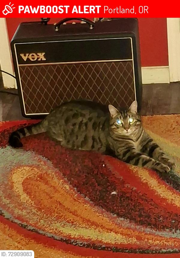 Lost Male Cat last seen 76th & Bybee Blvd, Portland, OR 97206