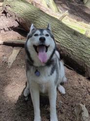 Reunited Female Dog last seen Crystal Creek Drive, Anmore, Anmore, BC V3H 0A3
