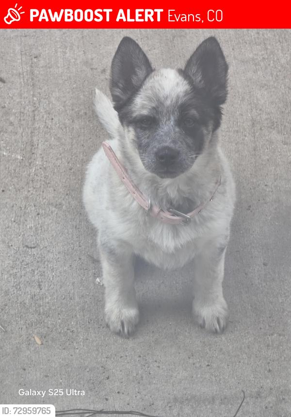 Lost Female Dog last seen Golden st and 37 th st, Evans, CO 80620
