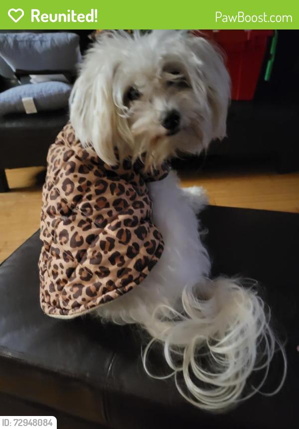 Reunited Female Dog last seen NE 71st St, Vancouver, WA 98662, Vancouver, WA 98662