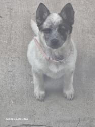 Lost Female Dog last seen Golden st and 37 th st, Evans, CO 80620