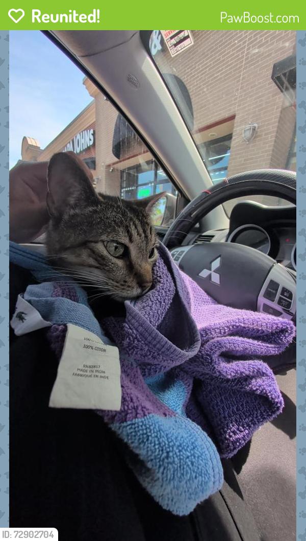 Reunited Male Cat last seen Villages at McCullers walk , Raleigh, NC 27603