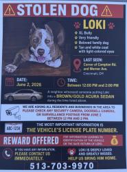Lost Male Dog last seen Werner Ave, Mount Healthy, OH 45231