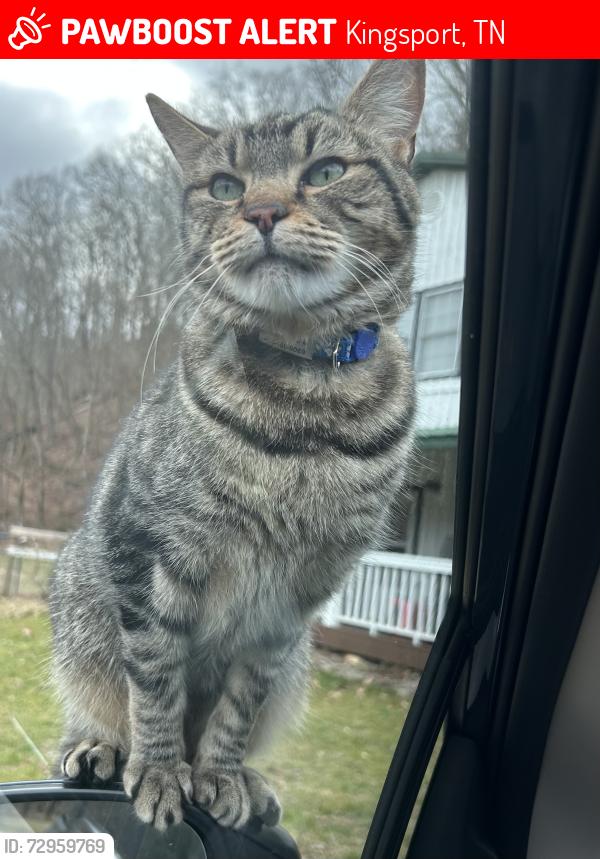 Lost Male Cat last seen Willowbrook, Reservoir Rd, sheep farm, Kingsport, TN 37660