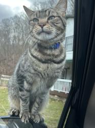 Lost Male Cat last seen Willowbrook, Reservoir Rd, sheep farm, Kingsport, TN 37660