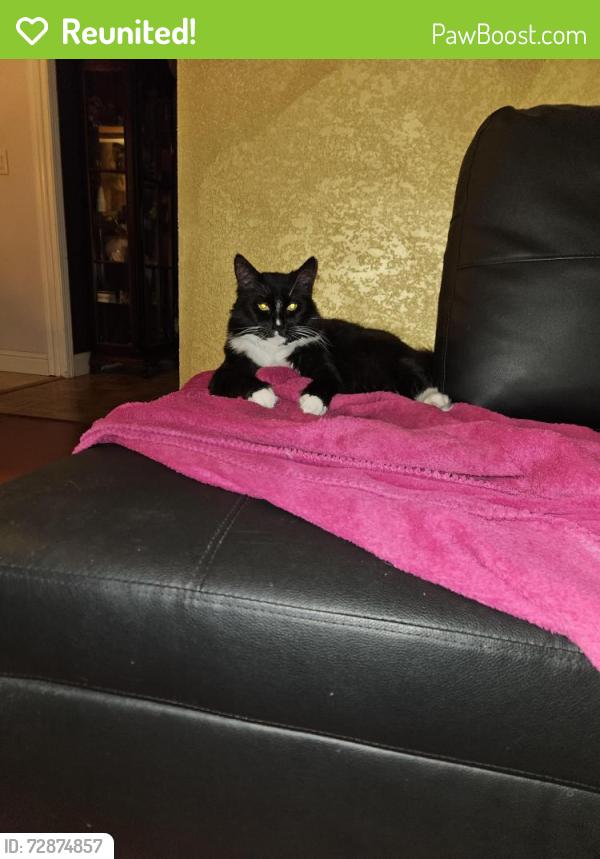 Reunited Male Cat last seen Pocket Neighbothood, Corner of Harvey and Silliman Ways, Sacramento, CA 95831