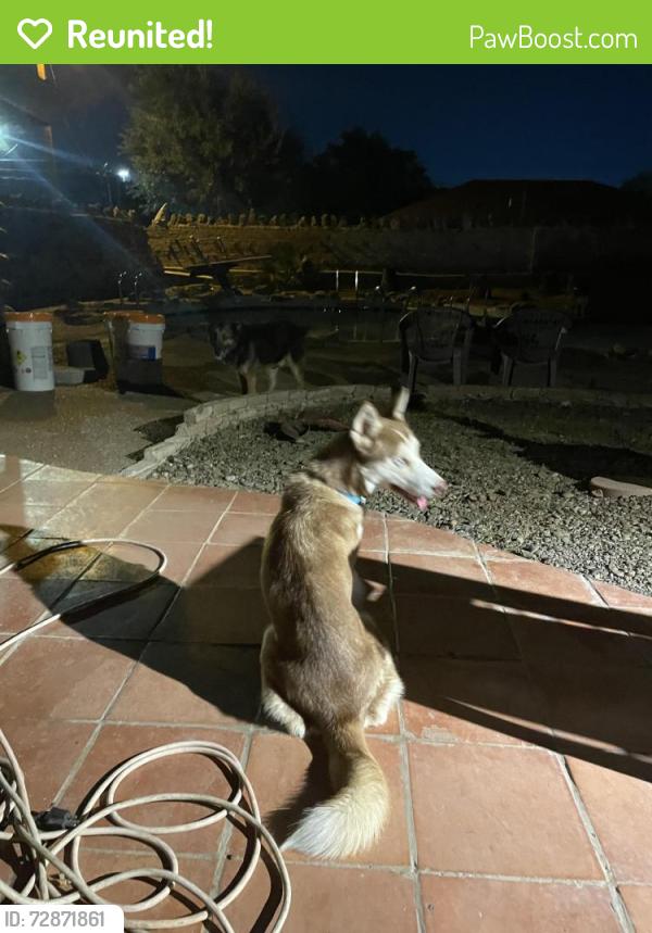 Reunited Female Dog last seen Near points park Laredo texas, Laredo, TX 78043