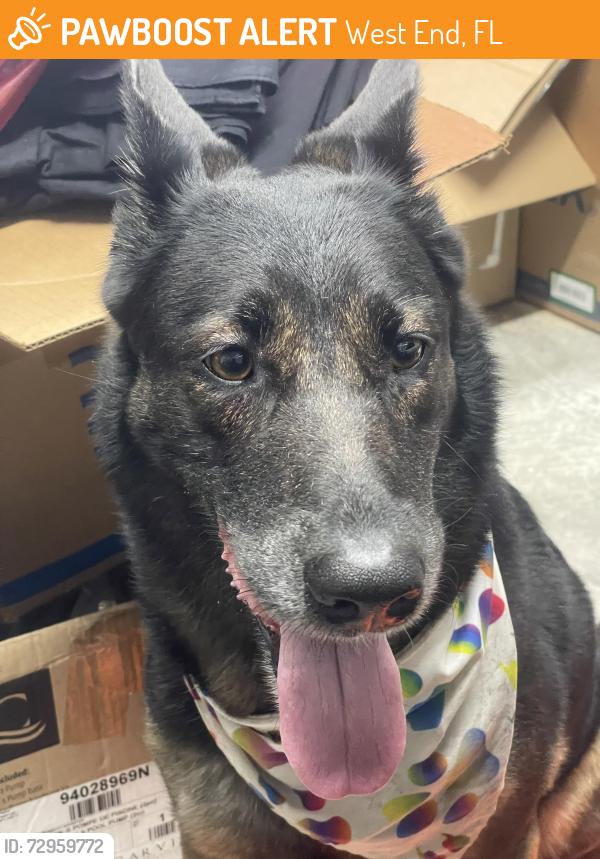 Found/Stray Female Dog last seen Sw 38 st and 142 Ave Kendall, West End, FL 33175