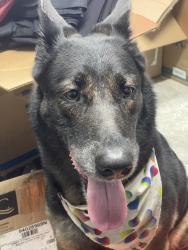 Found/Stray Female Dog last seen Sw 38 st and 142 Ave Kendall, West End, FL 33175