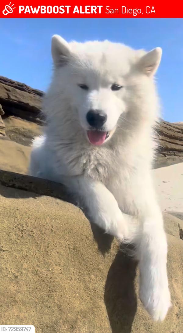 Lost Male Dog last seen Fiesta Island/Mission Bay, San Diego, CA 92101