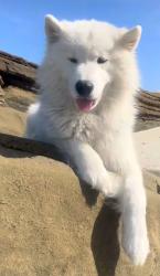 Lost Male Dog last seen Fiesta Island/Mission Bay, San Diego, CA 92101