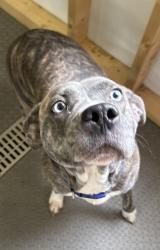 Found/Stray Female Dog last seen Providence Church rd, Racine Rd, NC 27317