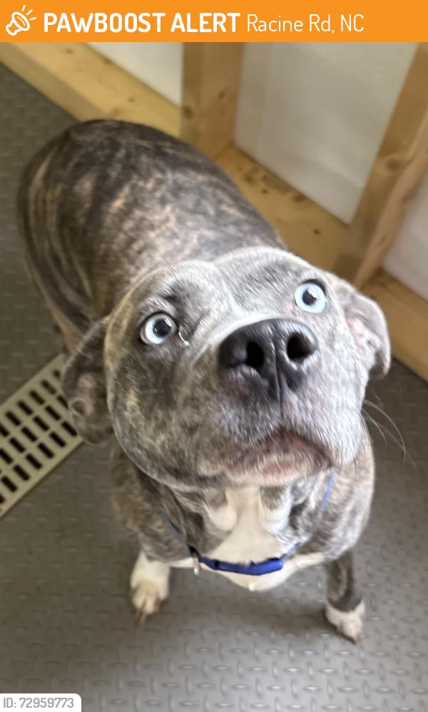 Found/Stray Female Dog last seen Providence Church rd, Racine Rd, NC 27317