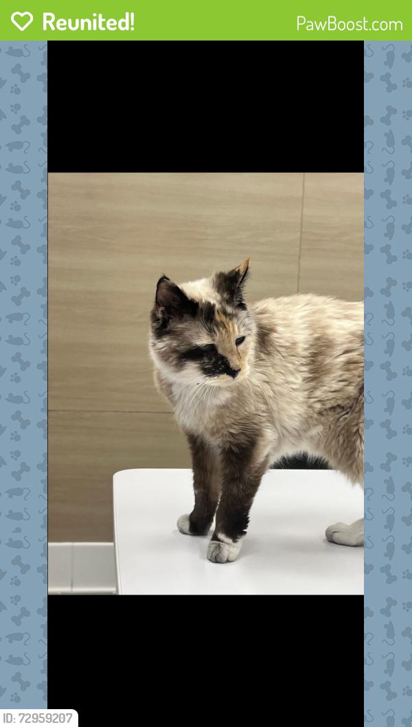 Reunited Female Cat last seen By granite credit union , Millcreek, UT 84106