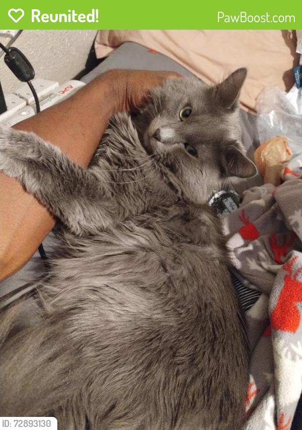 Reunited Male Cat last seen Airport and circle area, Colorado Springs, CO 80916