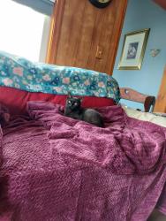 Lost Female Cat last seen E Forest Grove Rd., Vineland, NJ 08360