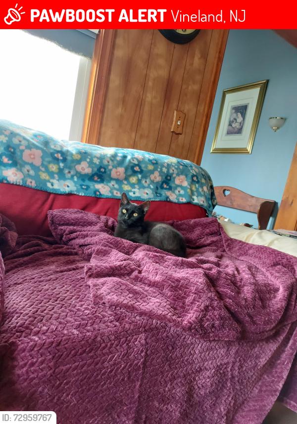 Lost Female Cat last seen E Forest Grove Rd., Vineland, NJ 08360
