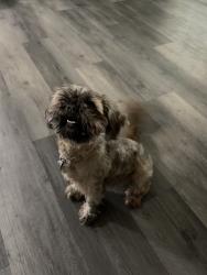 Reunited Female Dog last seen Custer and 27th street, Wichita, KS 67217