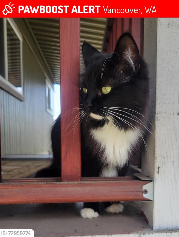 Lost Female Cat last seen Falk, Vancouver, WA 98661