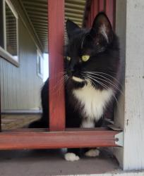 Lost Female Cat last seen Falk, Vancouver, WA 98661
