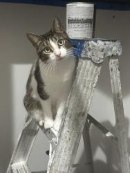 Lost Female Cat last seen Old millpond rd and crane creek blvd, Melbourne, FL 32940